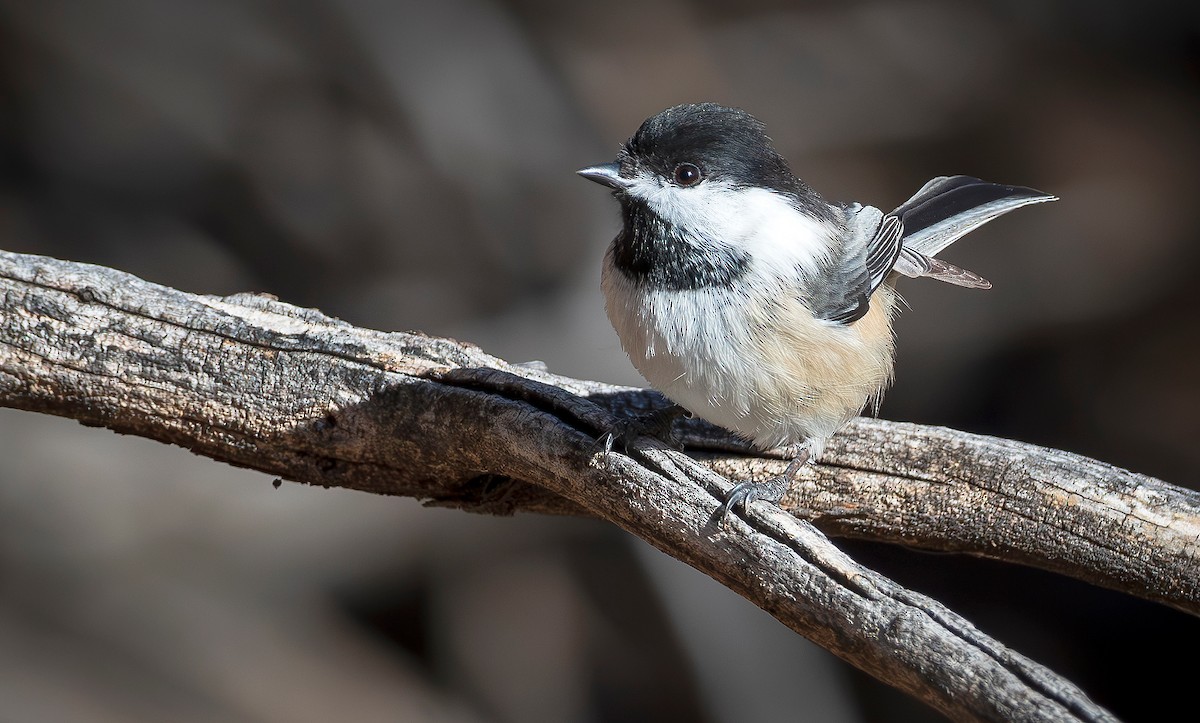 Black-capped Chickadee - ML645673119