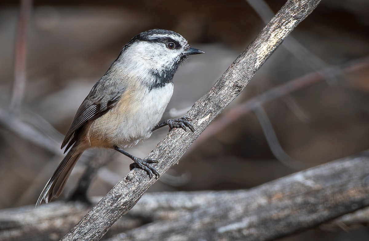 Mountain Chickadee - ML645673123