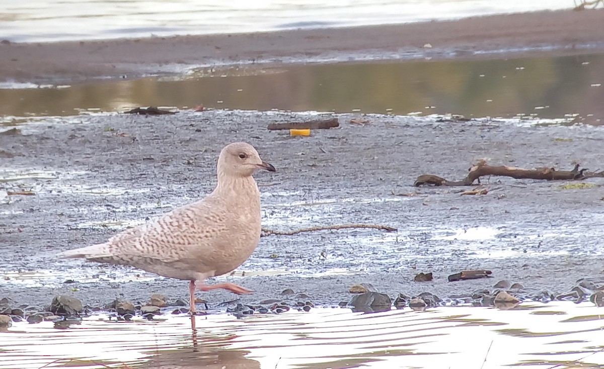 Iceland Gull - ML645673126