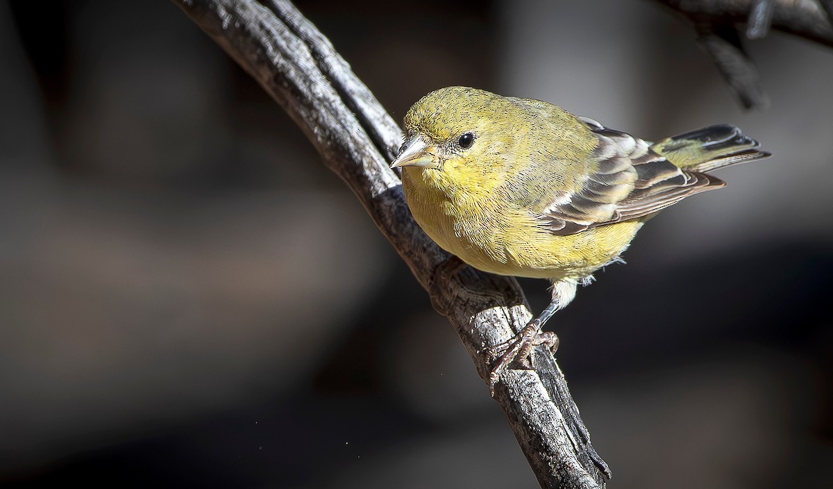 Lesser Goldfinch - ML645673134