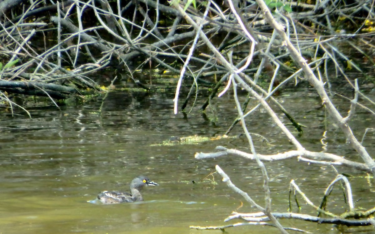 Least Grebe - ML645673145