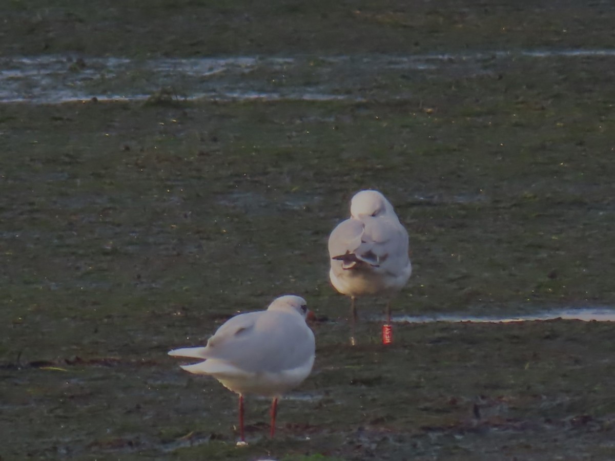 Mediterranean Gull - ML645673157