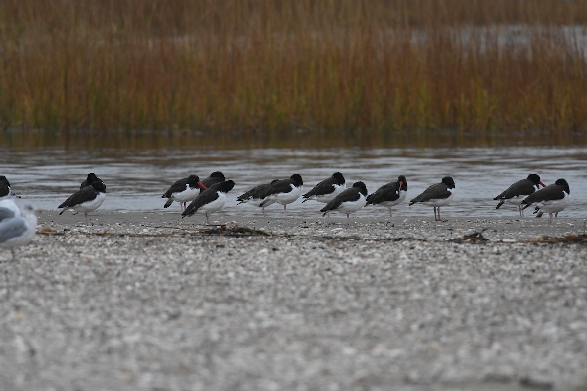 American Oystercatcher - ML645673158