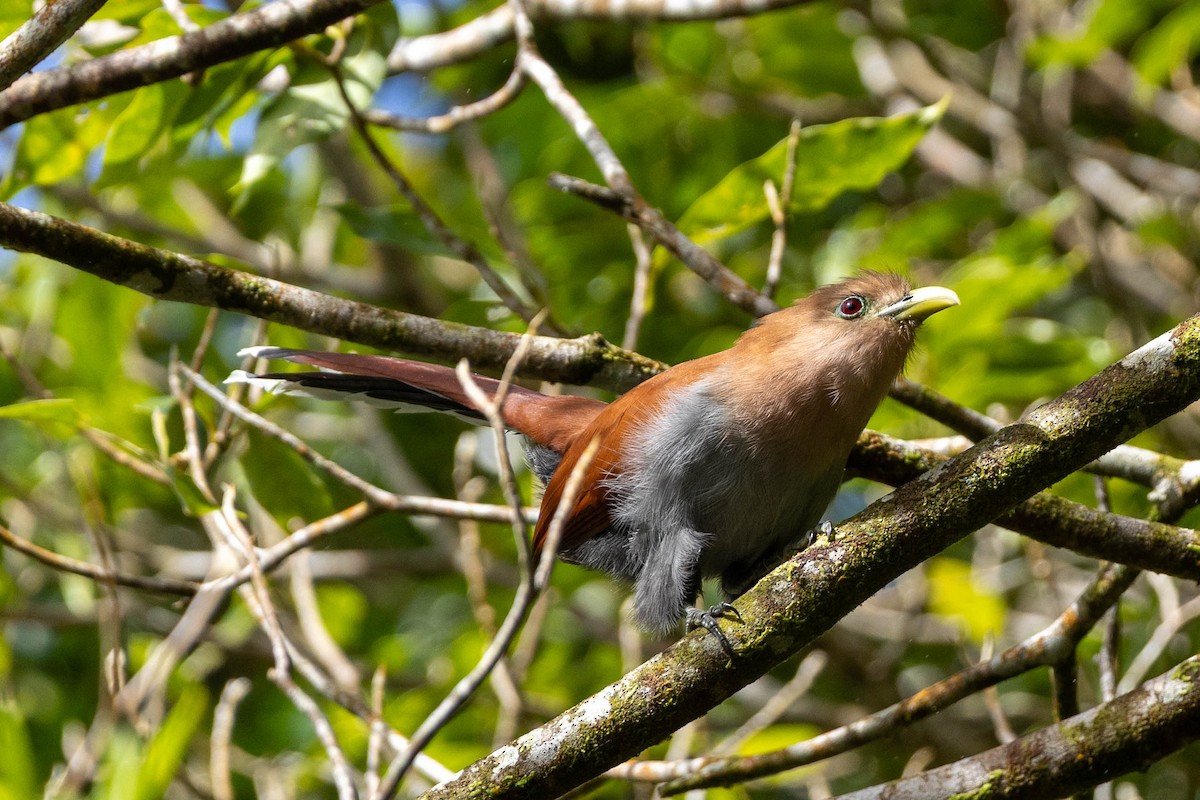 Common Squirrel-Cuckoo - ML645673166