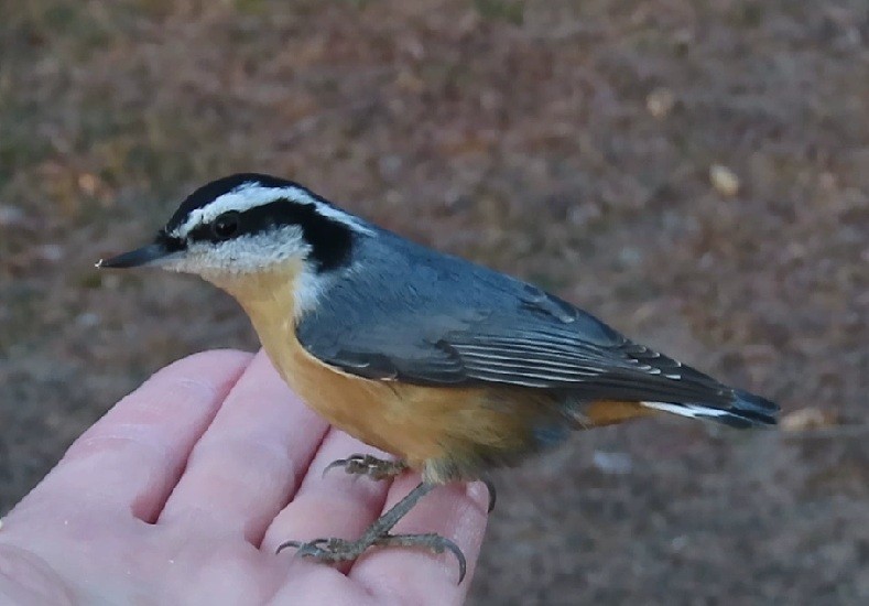 Red-breasted Nuthatch - ML645673168