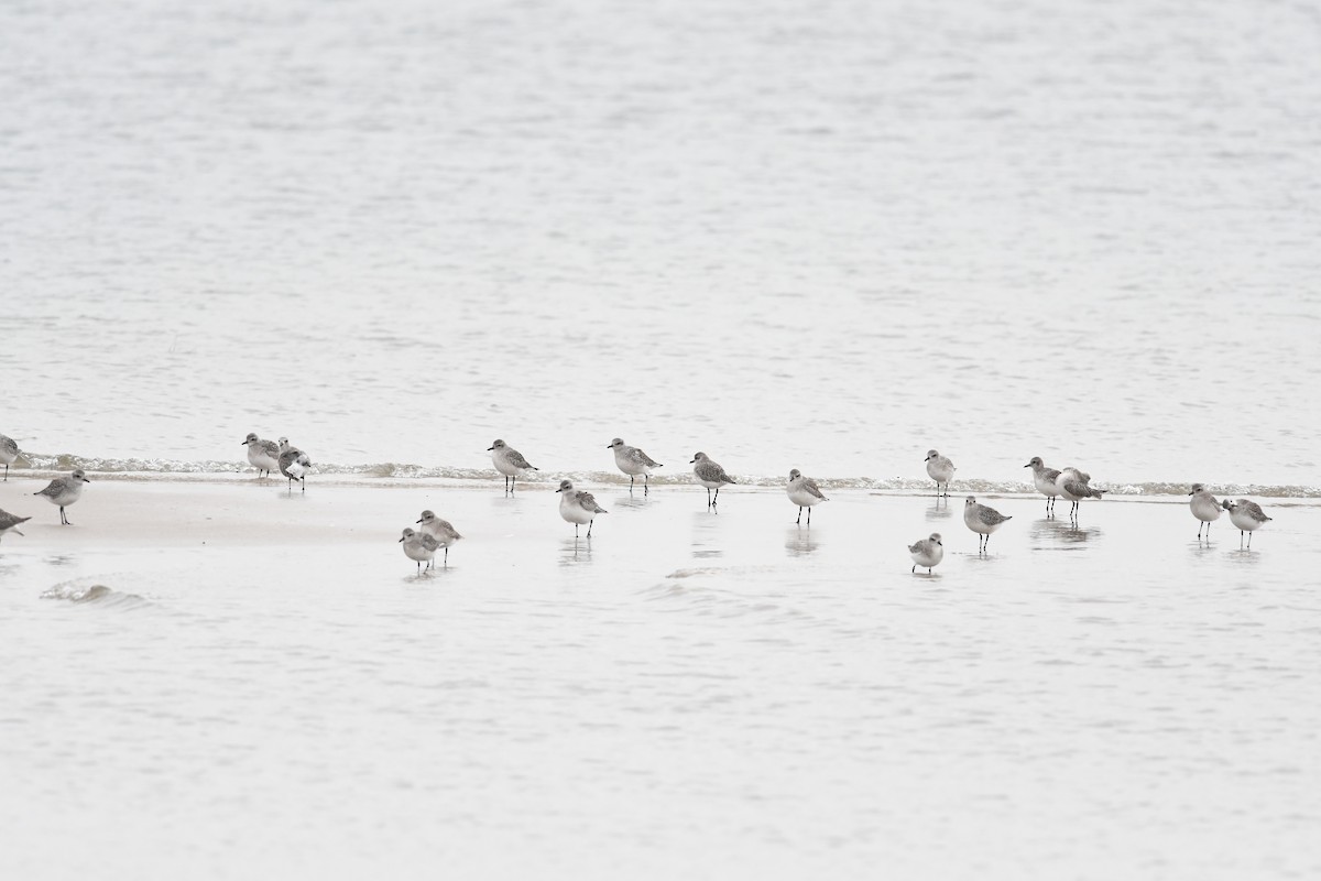 Pivieressa - ML645673169