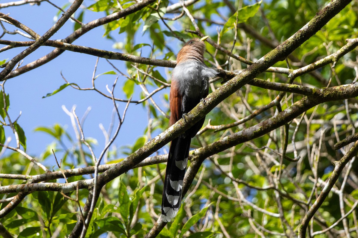 Common Squirrel-Cuckoo - ML645673171