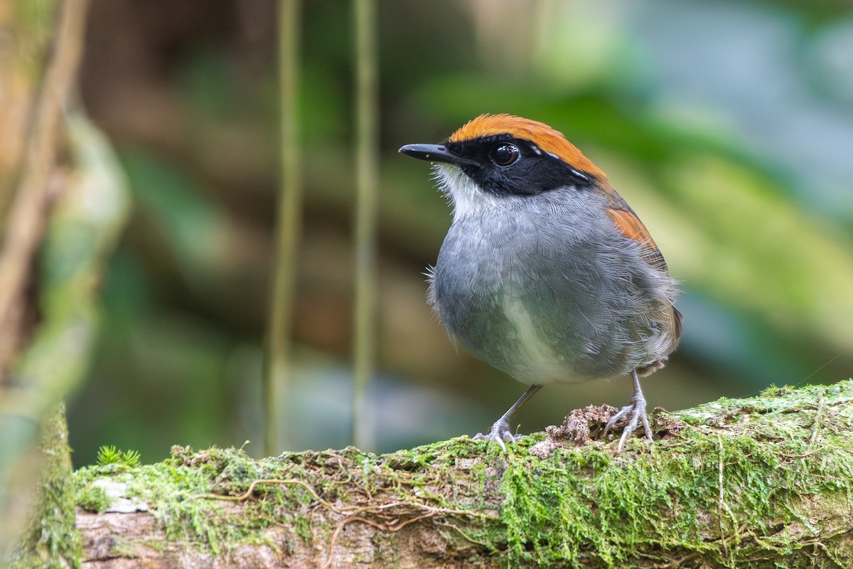 Black-cheeked Gnateater - ML645673180