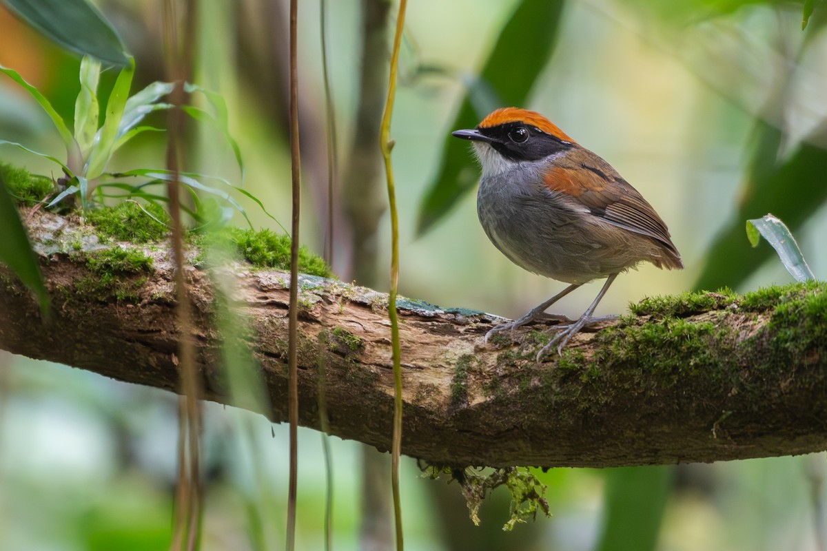 Black-cheeked Gnateater - ML645673183