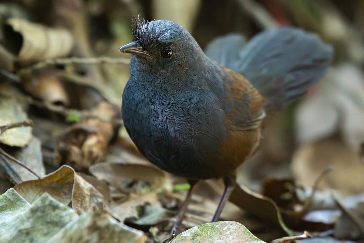 Сизый щетинколоб - ML645673185