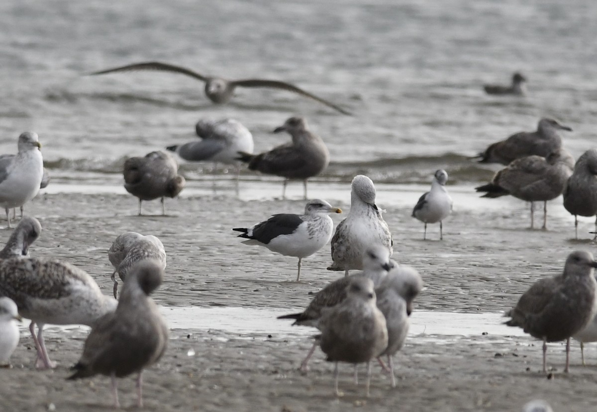 Zafferano - ML645673186