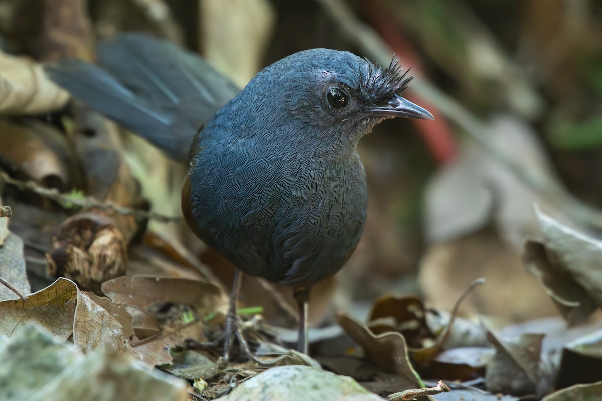 Сизый щетинколоб - ML645673188