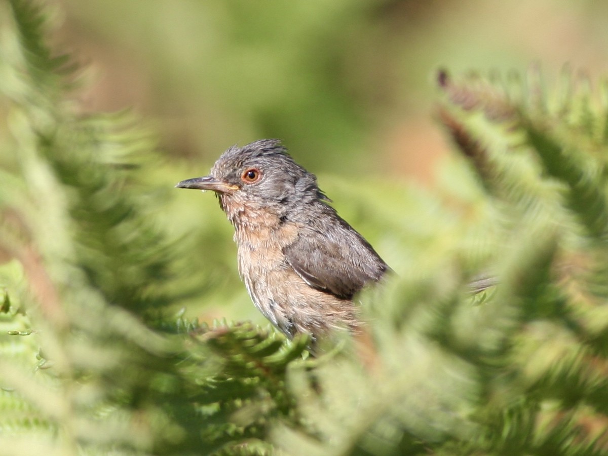 Dartford Warbler - ML645673191