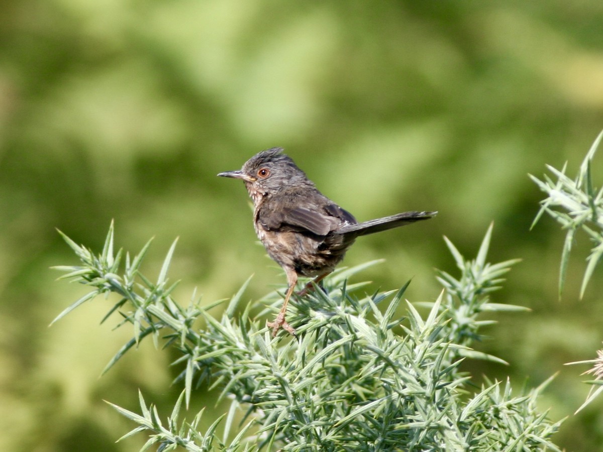 Dartford Warbler - ML645673192