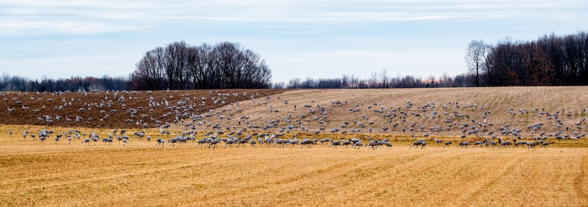 Sandhill Crane - ML645673194