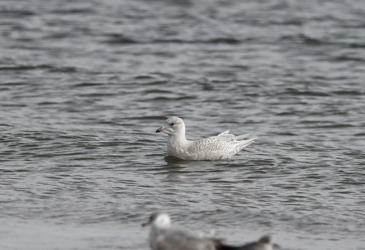 Gabbiano d'Islanda - ML645673196