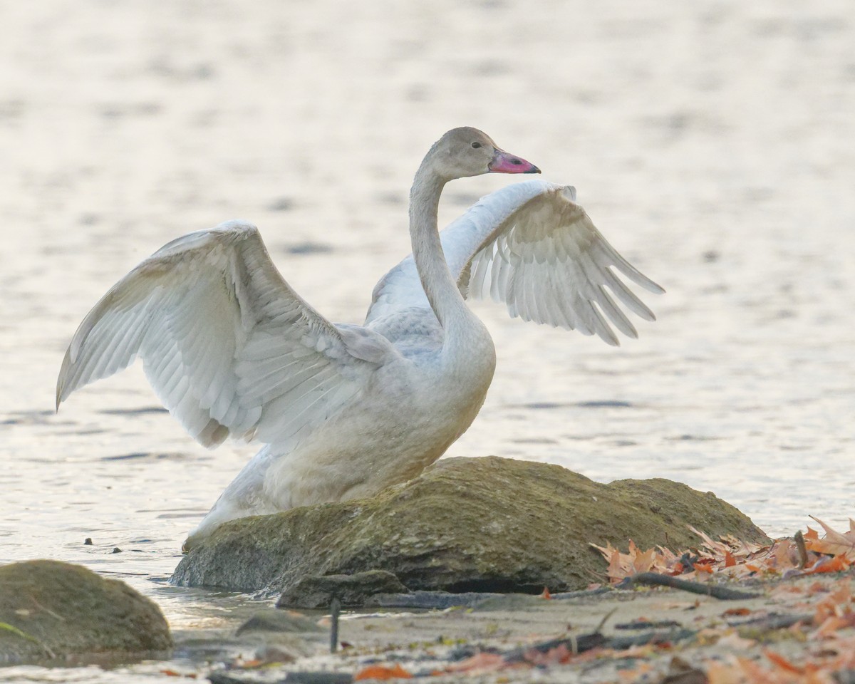 Tundra Swan - ML645673203