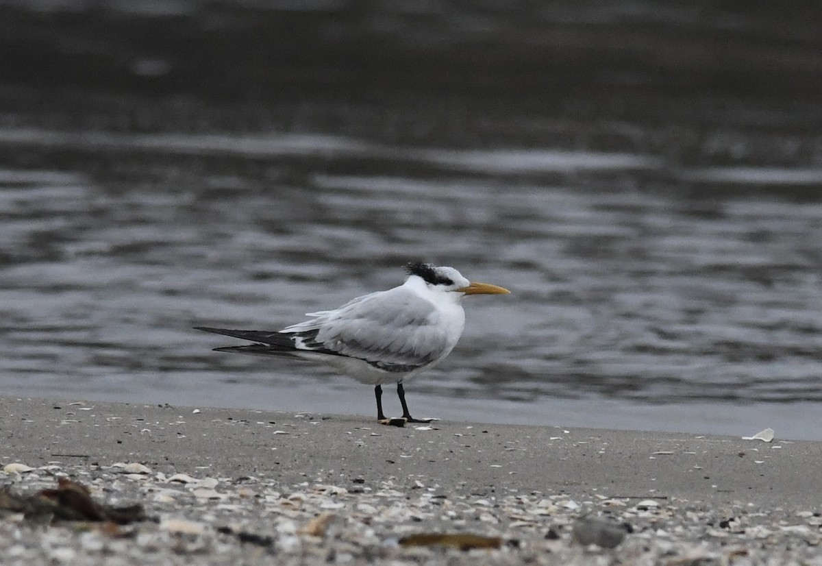 Royal Tern - ML645673204