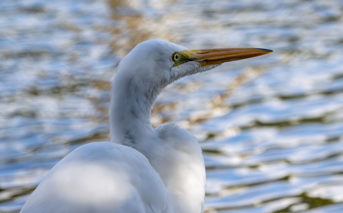 Great Egret - ML645673205