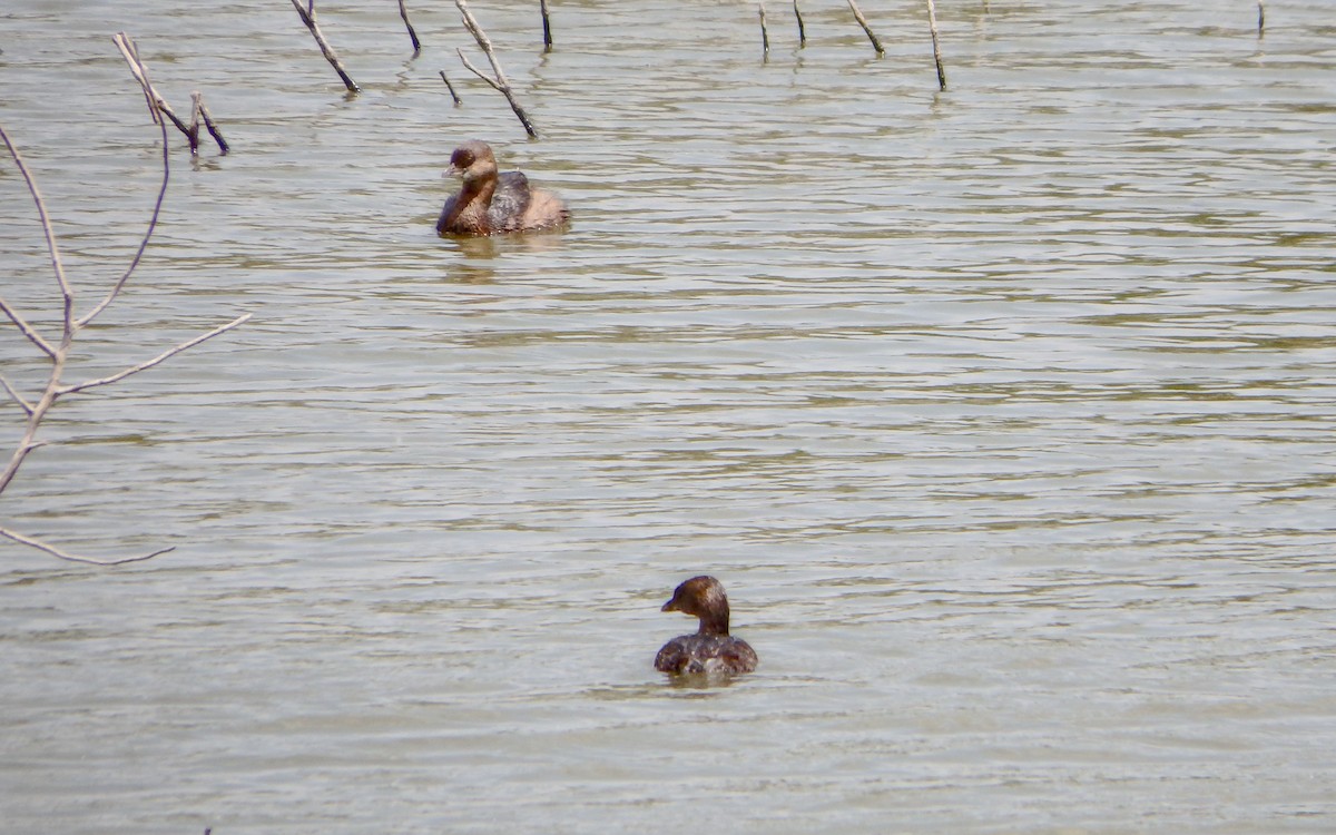 Pied-billed Grebe - ML645673208