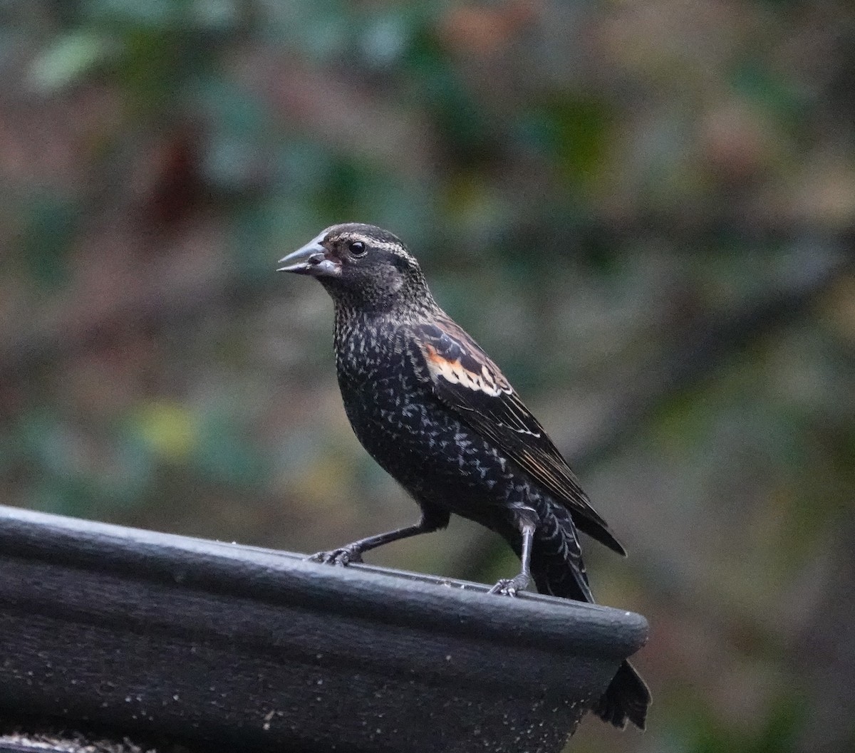 Red-winged Blackbird - ML645673209