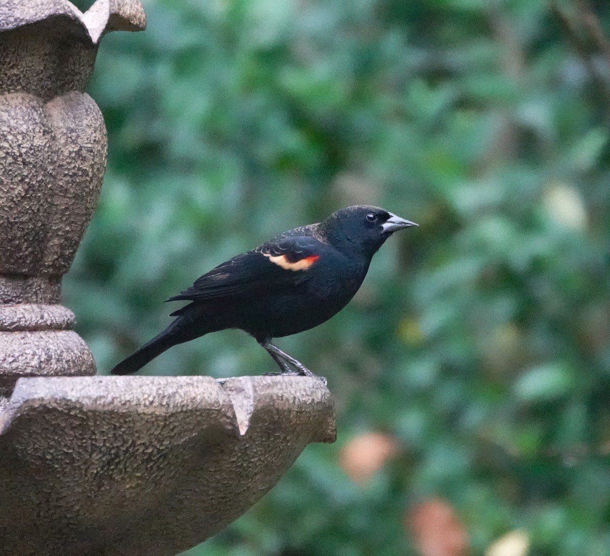 Red-winged Blackbird - ML645673210