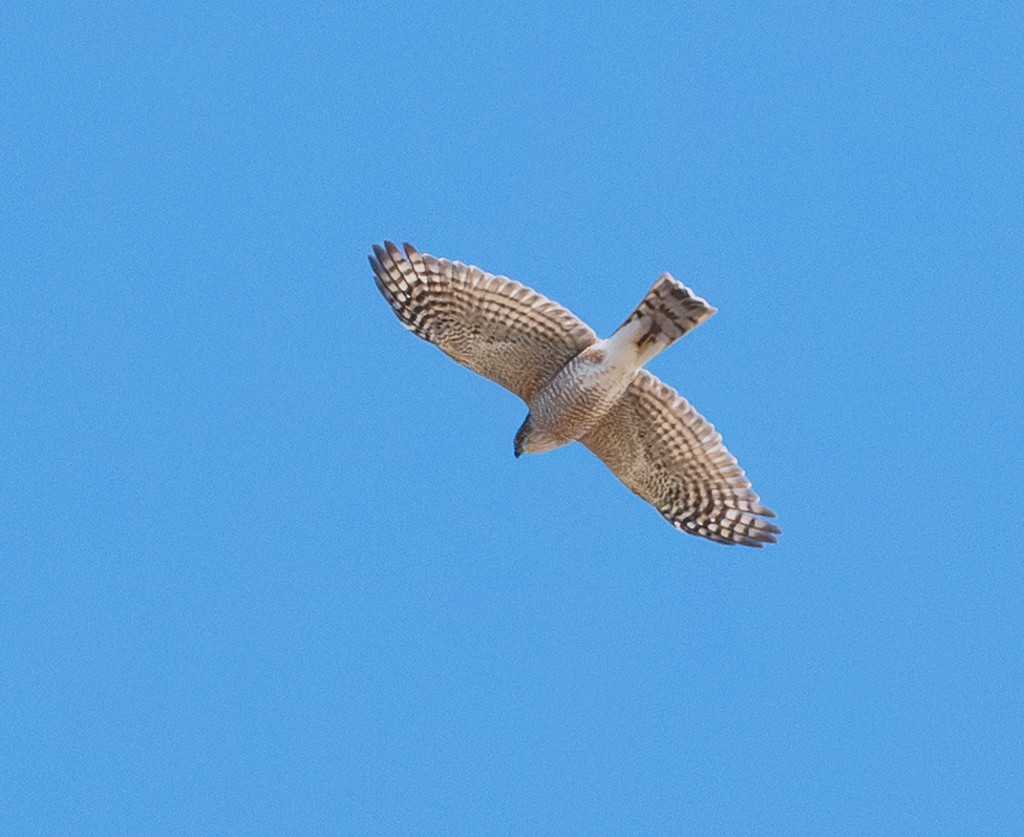 Sharp-shinned Hawk - ML645673211