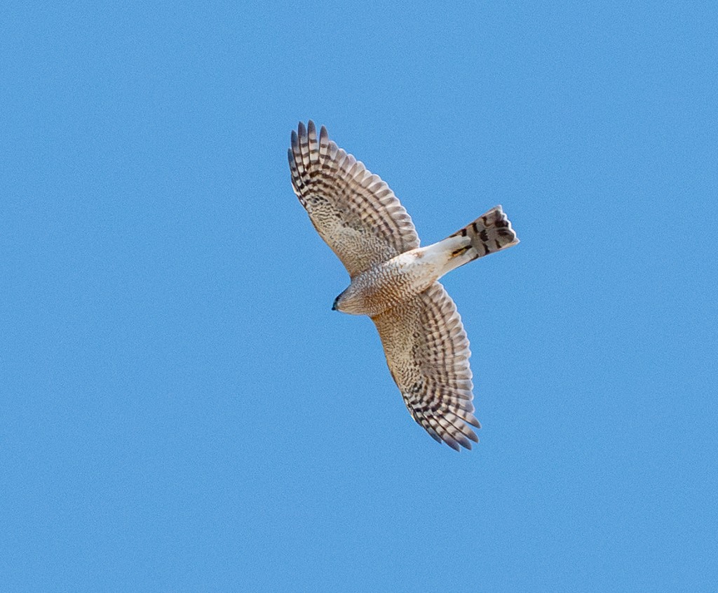 Sharp-shinned Hawk - ML645673212