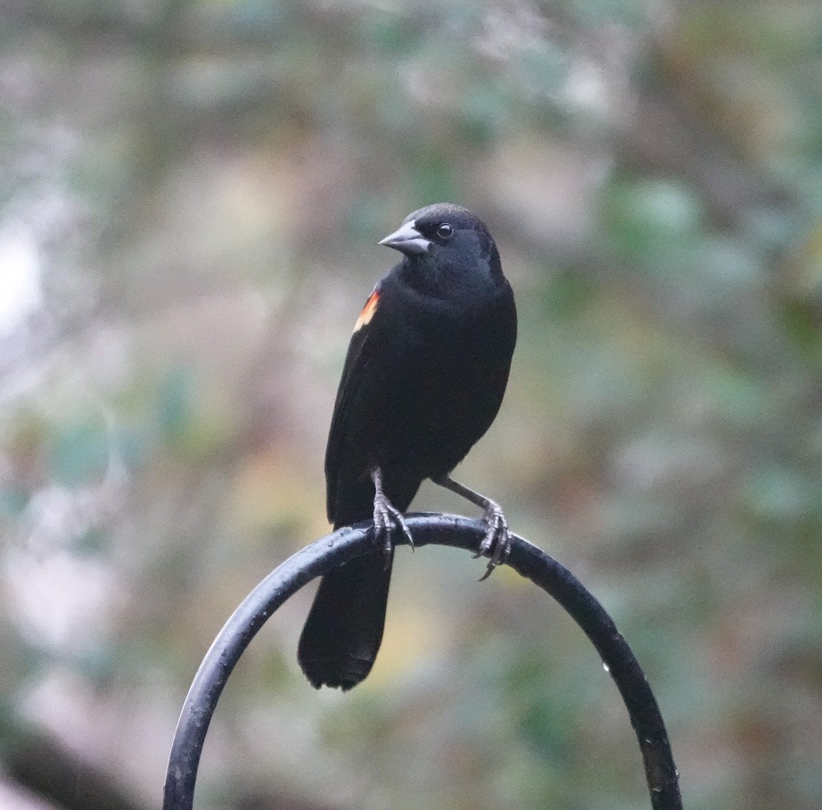 Red-winged Blackbird - ML645673213