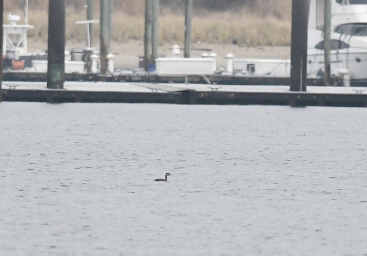 Svasso collorosso - ML645673214