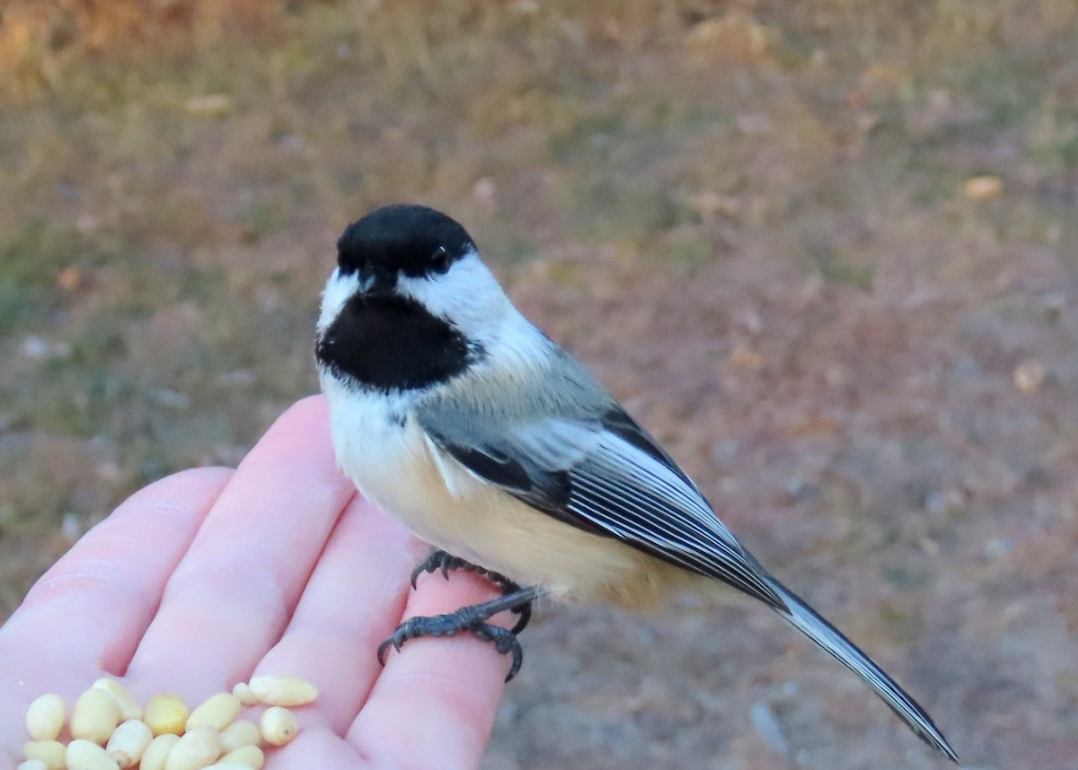 Black-capped Chickadee - ML645673216