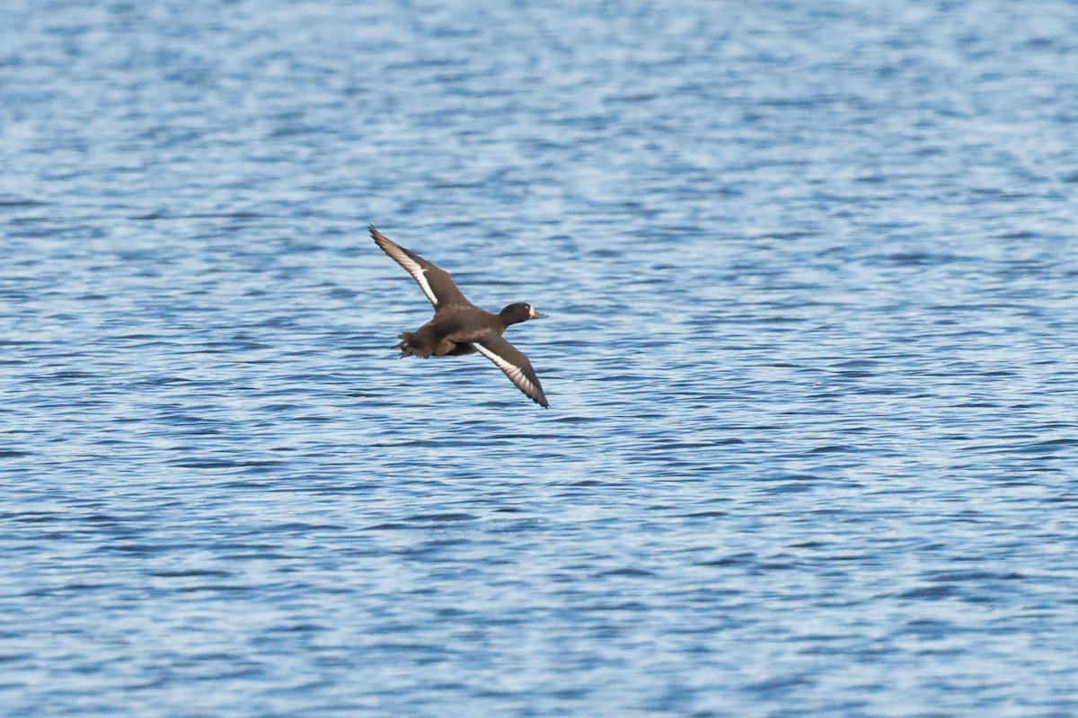 Greater Scaup - ML645673217