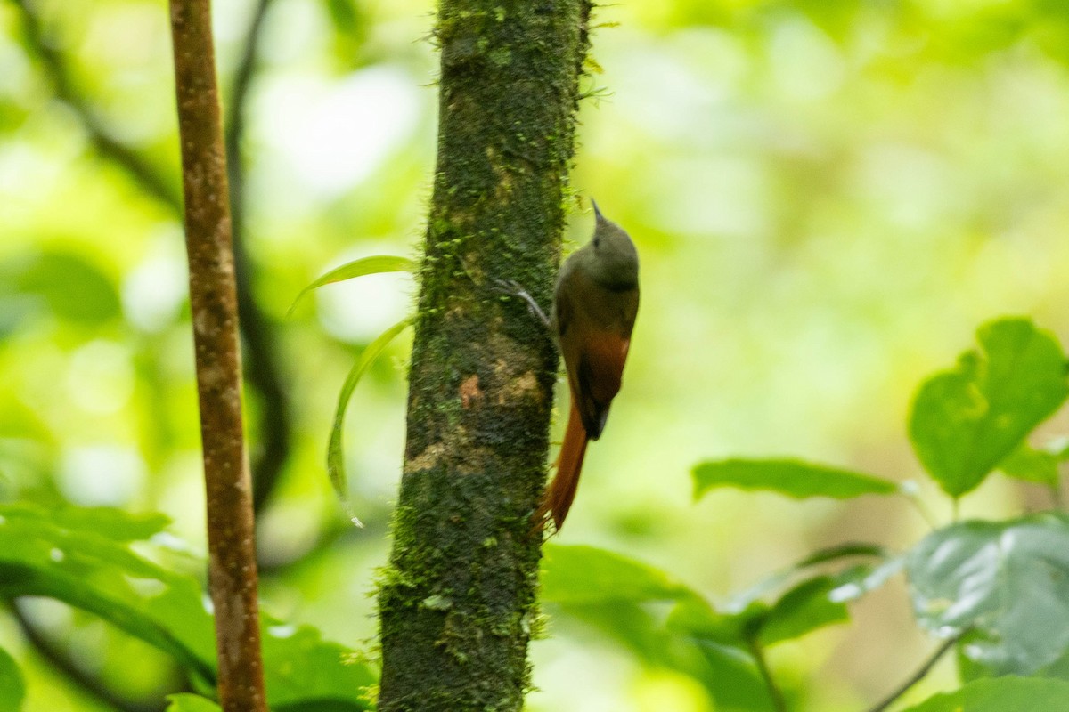 Olivaceous Woodcreeper - ML645673222