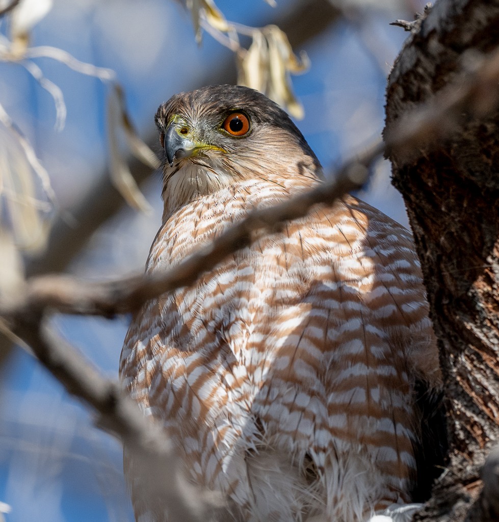 Cooper's Hawk - ML645673224