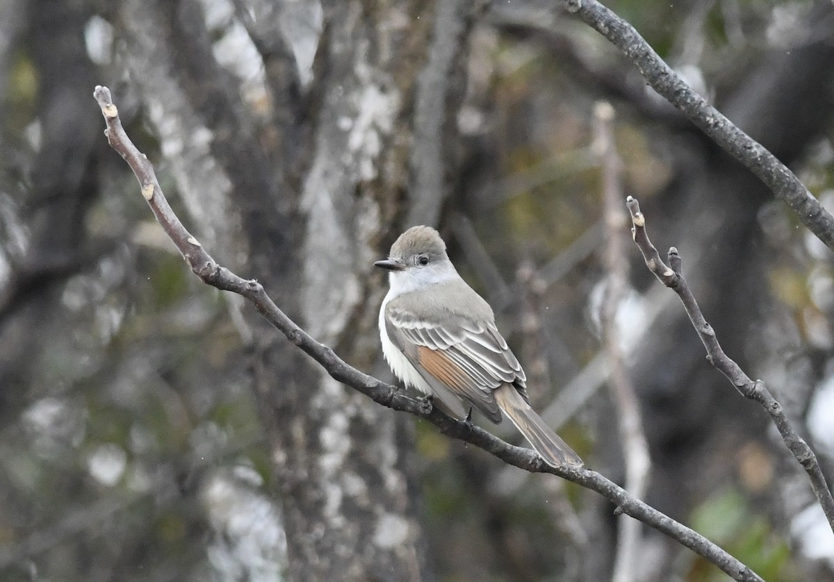 Ash-throated Flycatcher - ML645673232