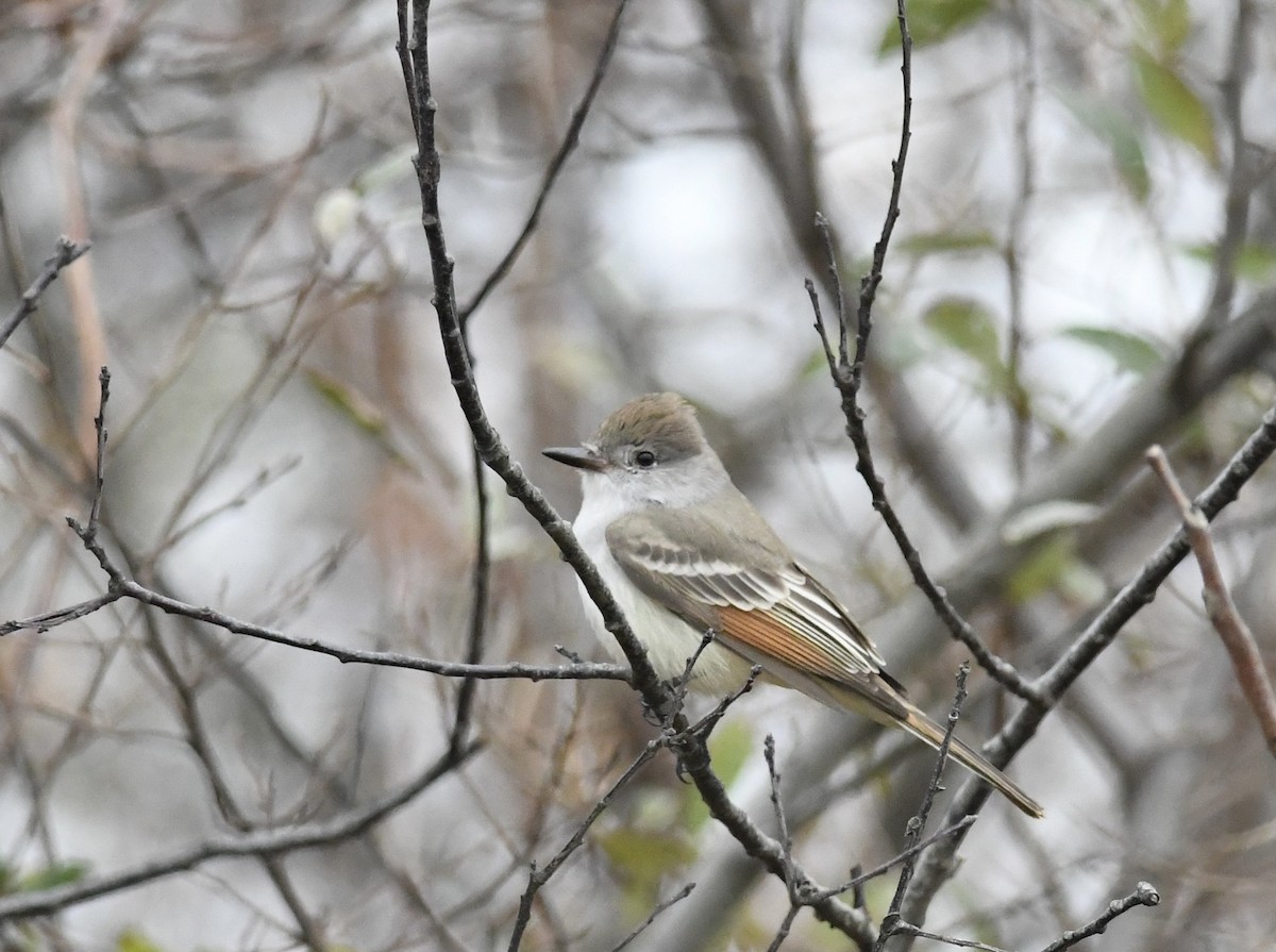 Ash-throated Flycatcher - ML645673233