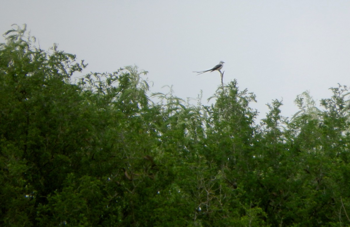 Scissor-tailed Flycatcher - ML645673235