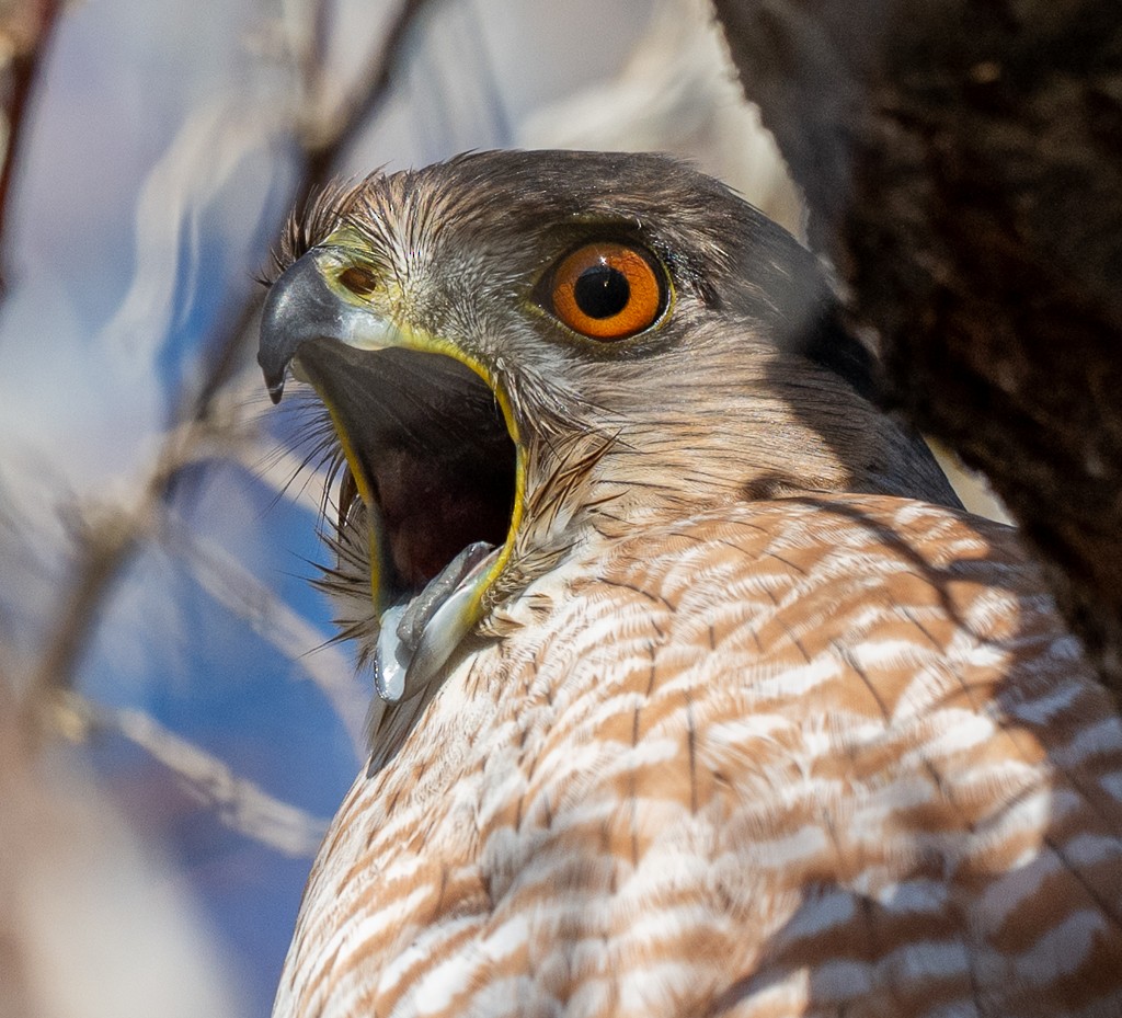 Cooper's Hawk - ML645673236