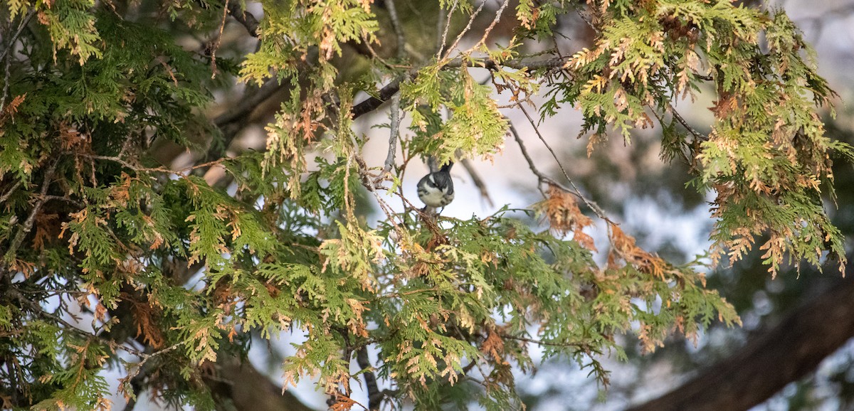 Black-throated Gray Warbler - ML645673237