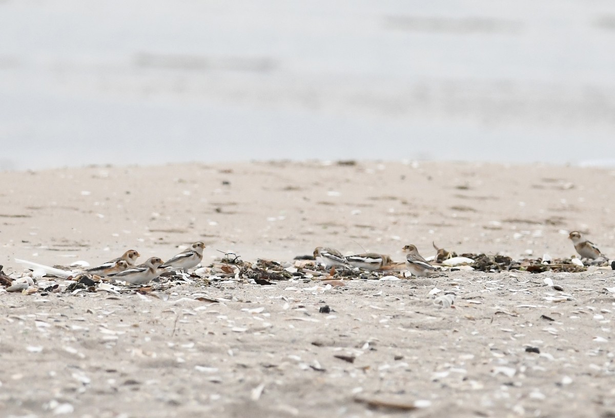 Zigolo delle nevi - ML645673240