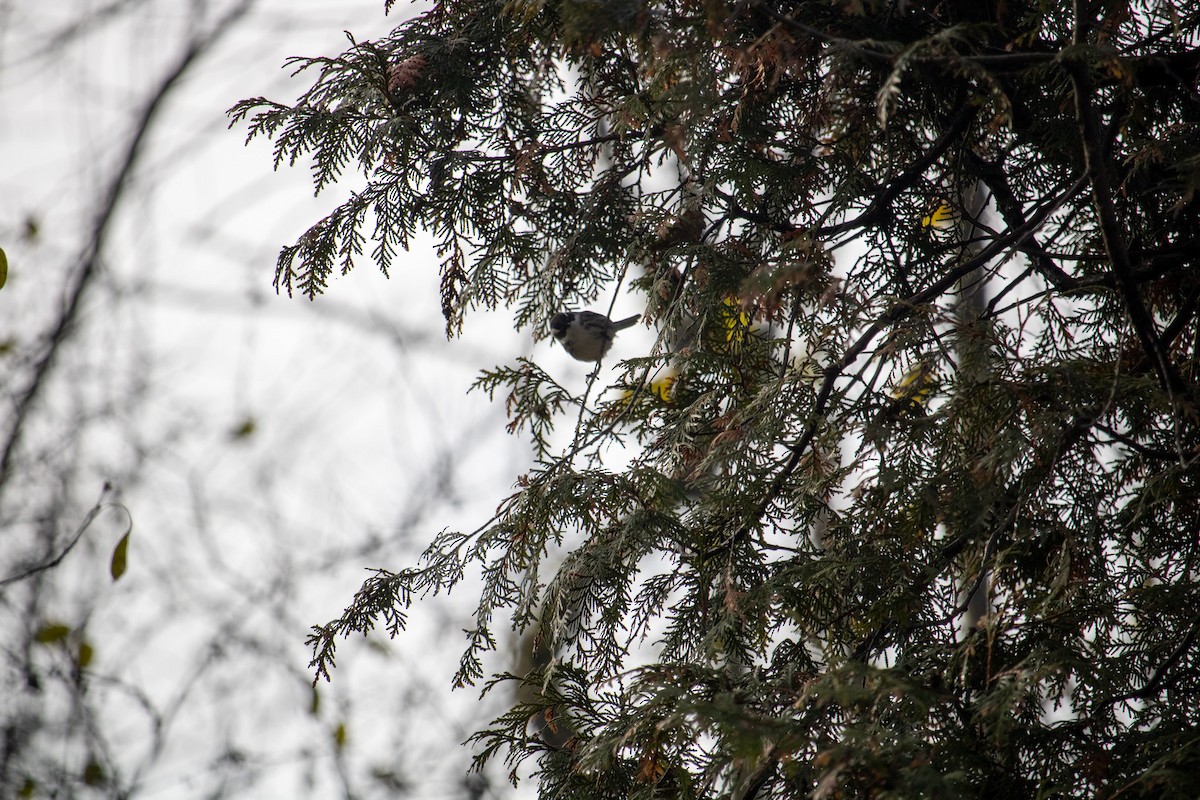 Black-throated Gray Warbler - ML645673244