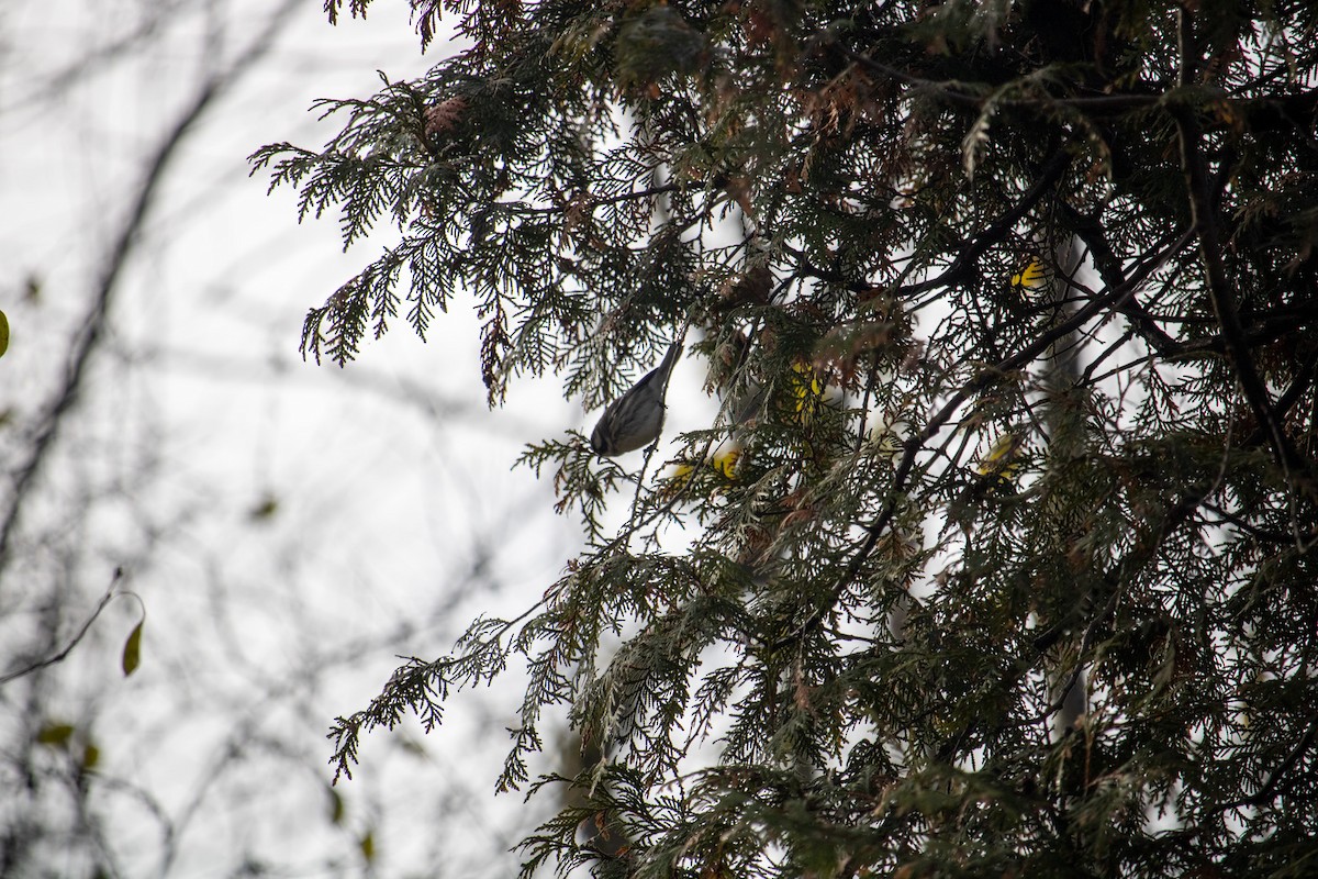 Black-throated Gray Warbler - ML645673251