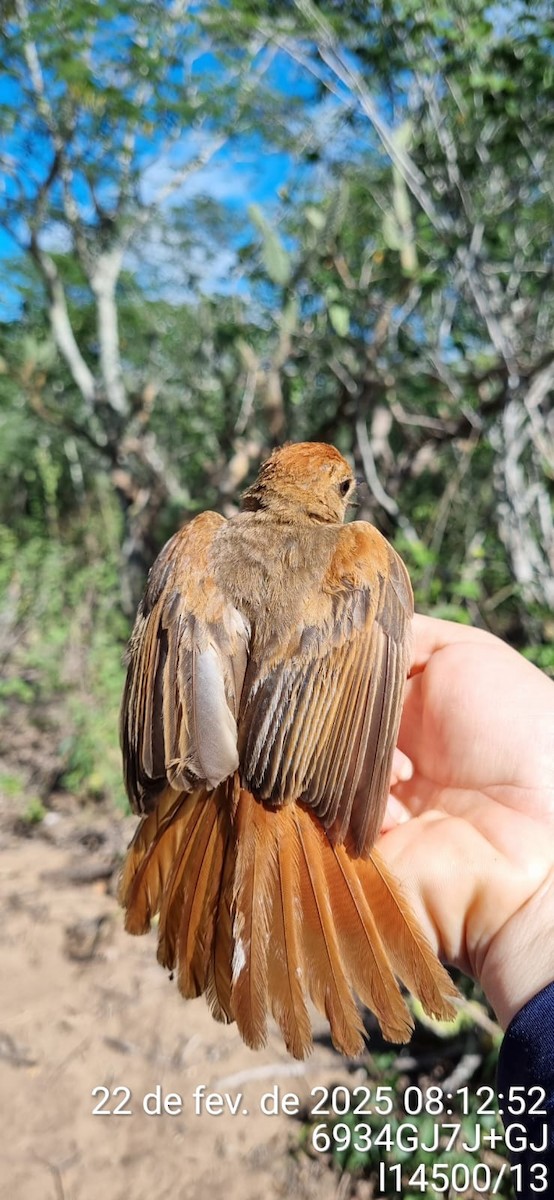 Ash-throated Casiornis - ML645673252