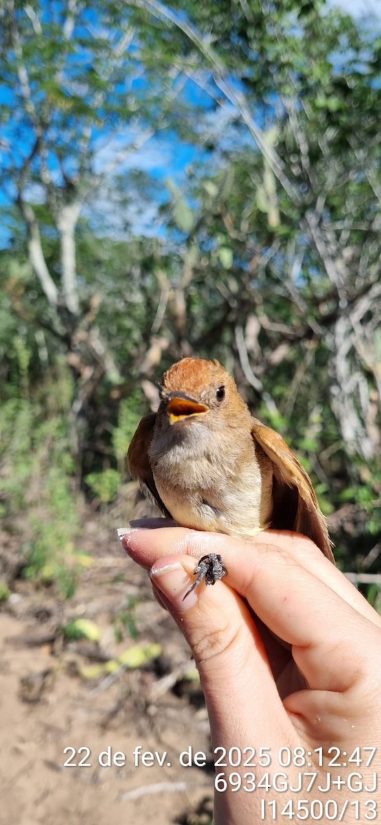 Ash-throated Casiornis - ML645673253
