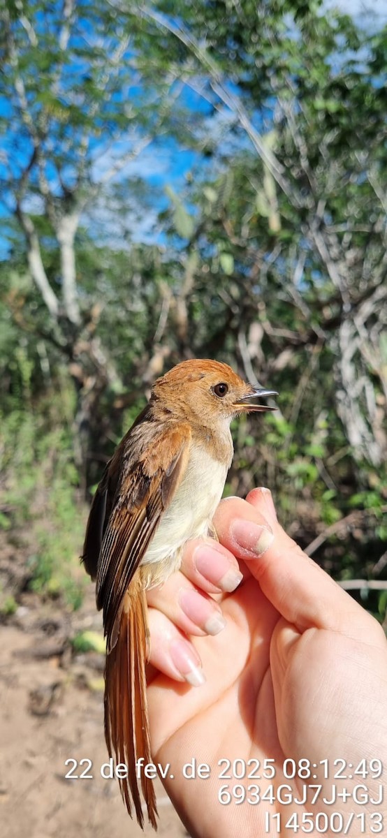 Ash-throated Casiornis - ML645673254