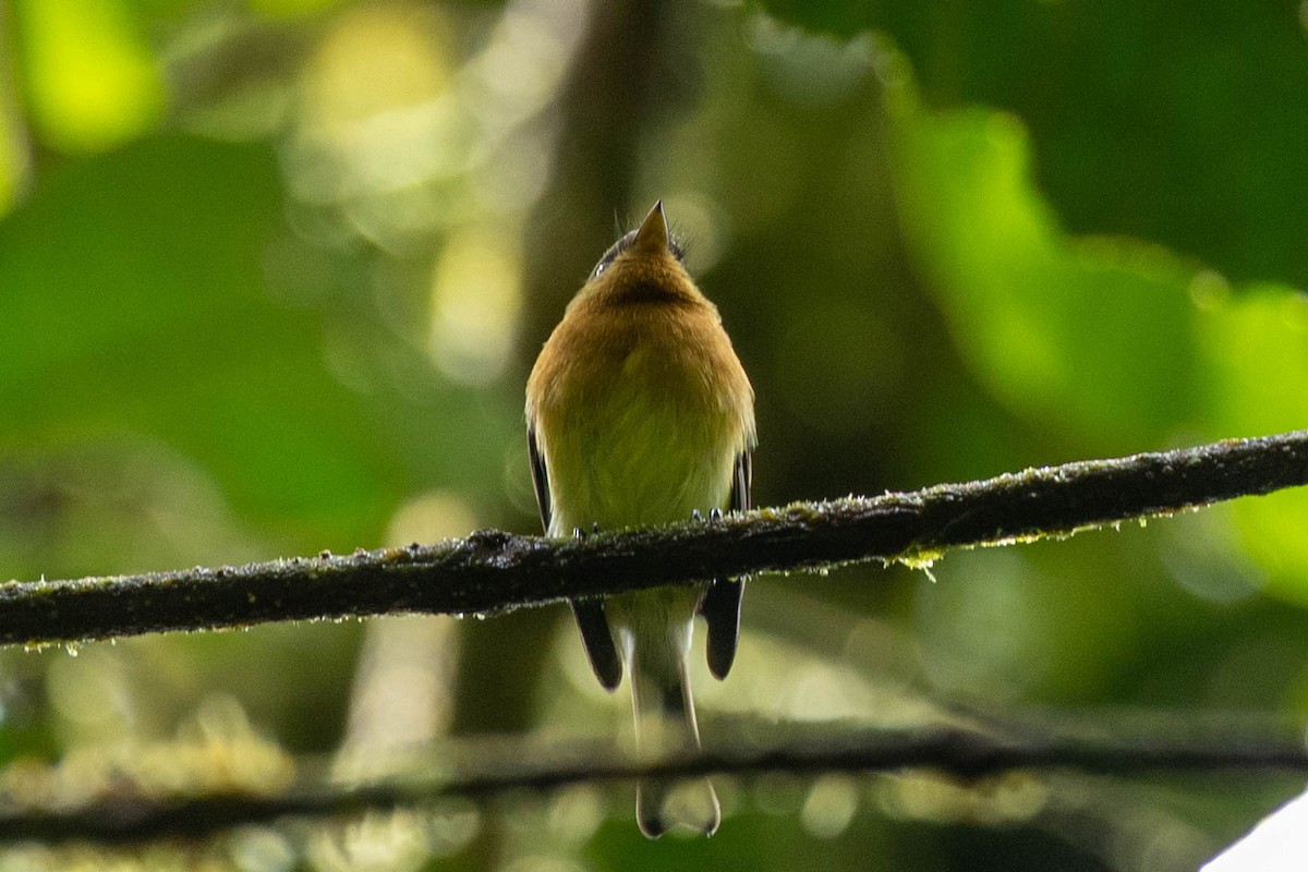 Tufted Flycatcher - ML645673257