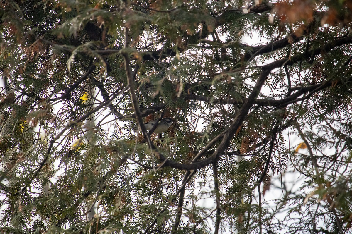 Black-throated Gray Warbler - ML645673261