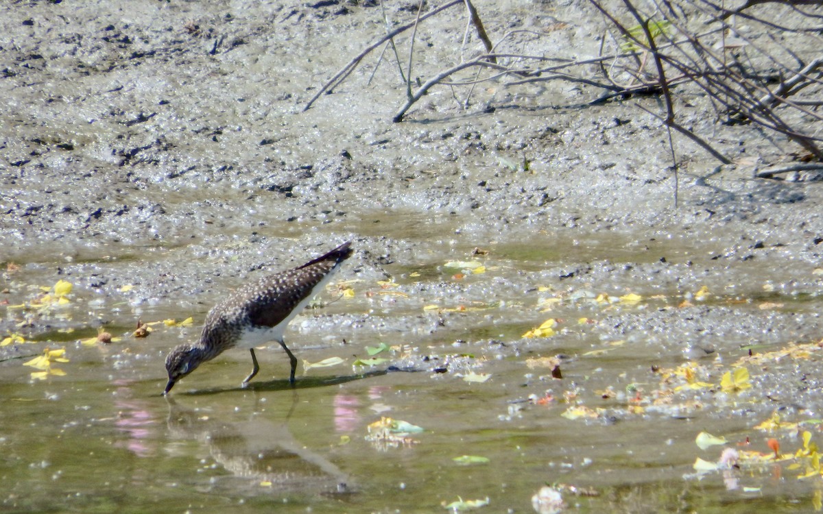 Solitary Sandpiper - ML645673271