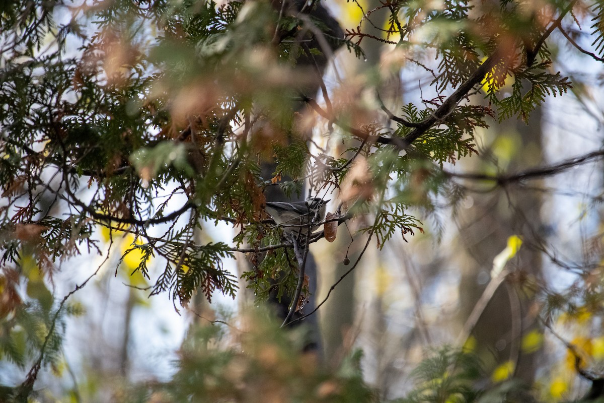 Black-throated Gray Warbler - ML645673273