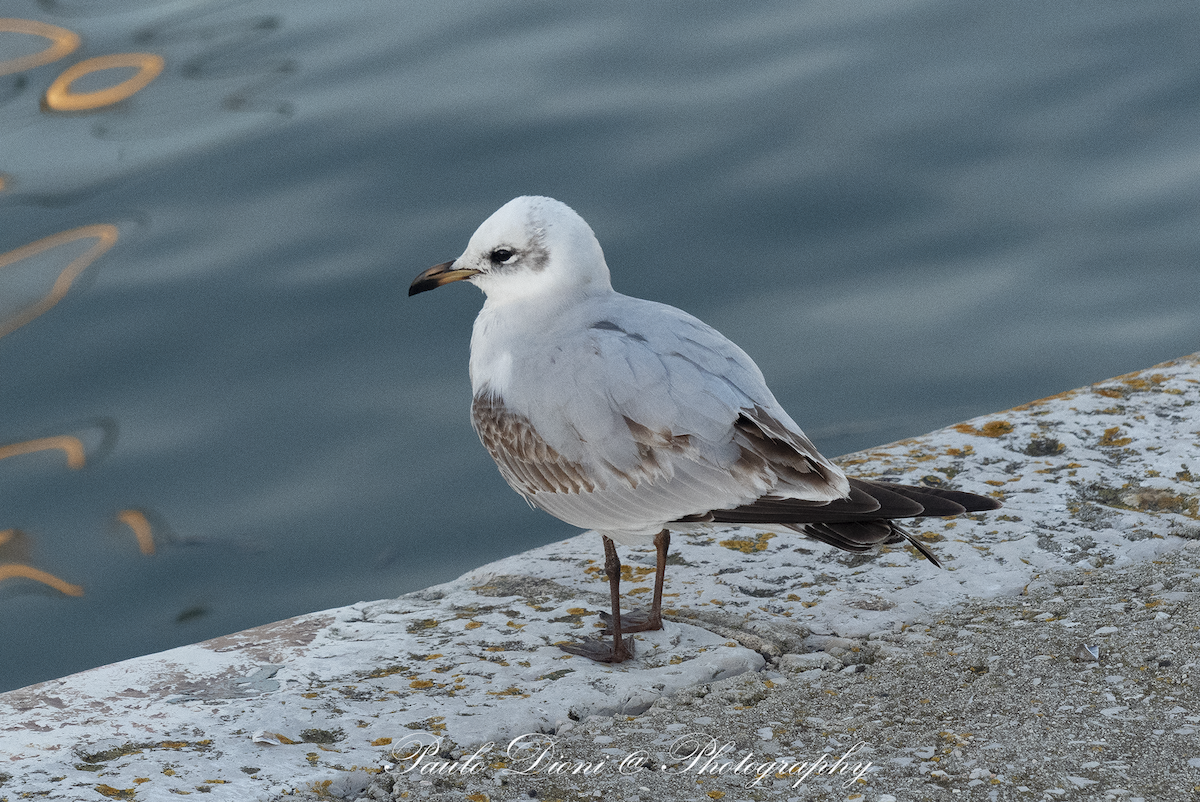 Mediterranean Gull - ML645673274